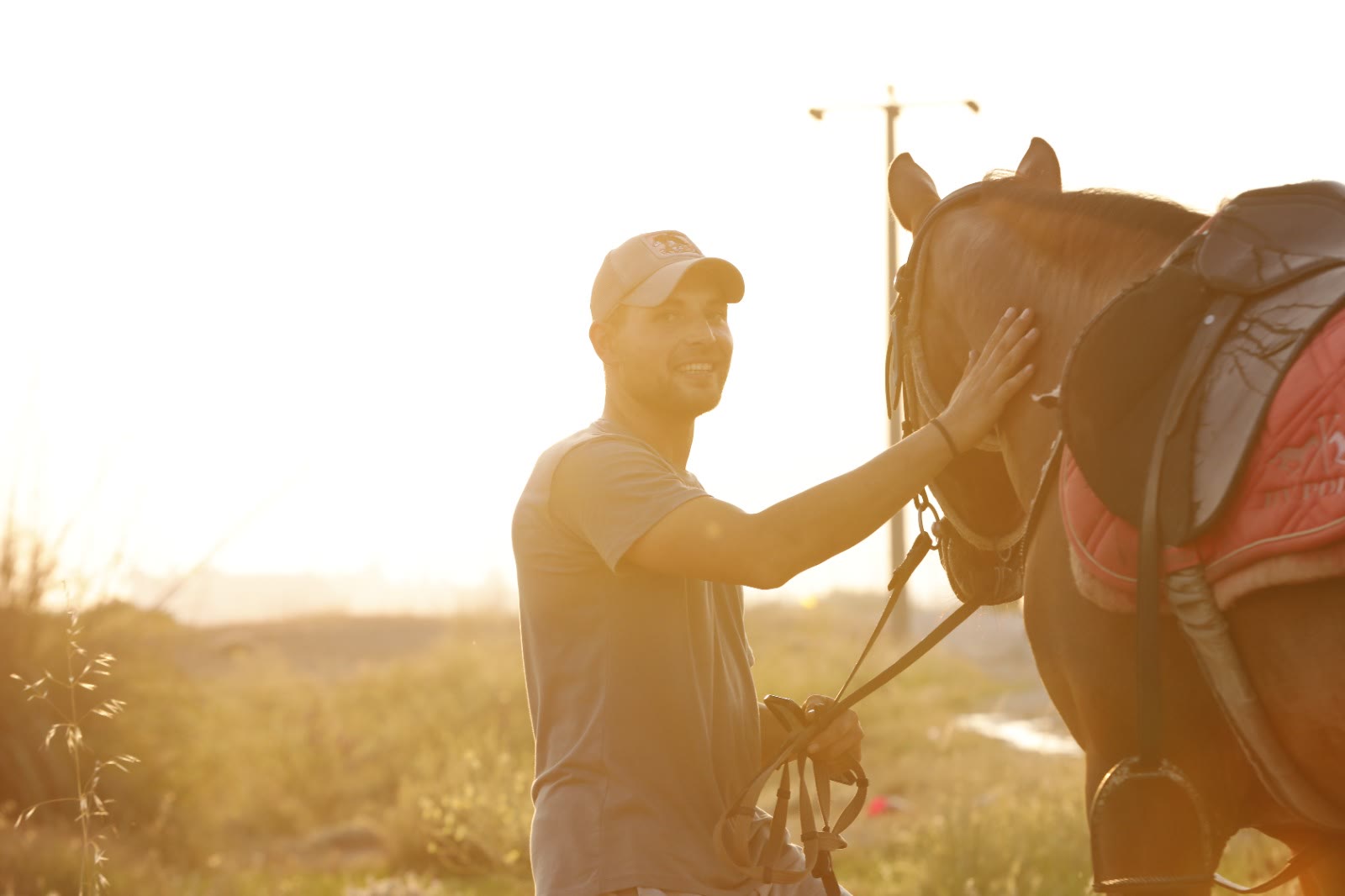 A horse in golden light